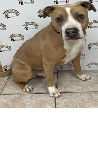 Pablo #18163A: Male Dog