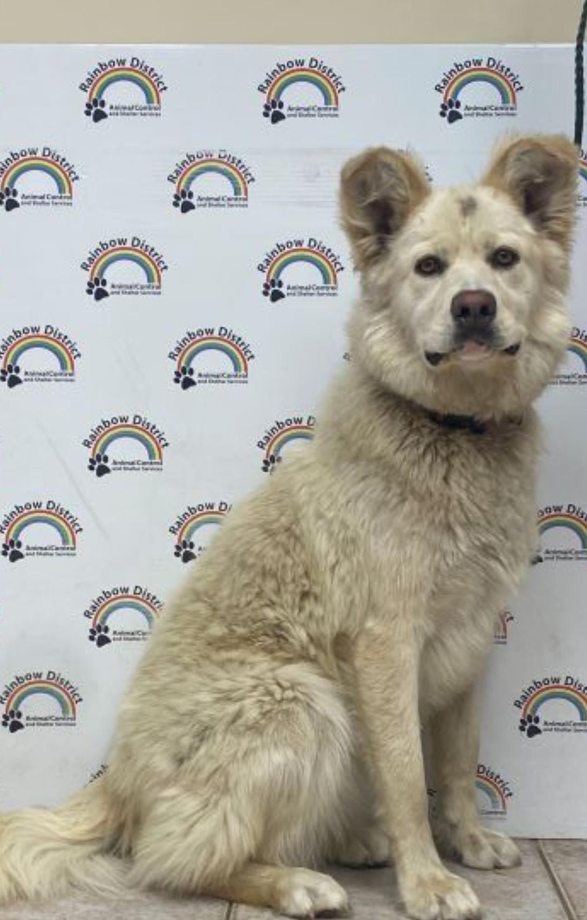 [No Name] #18364A: Female Dog