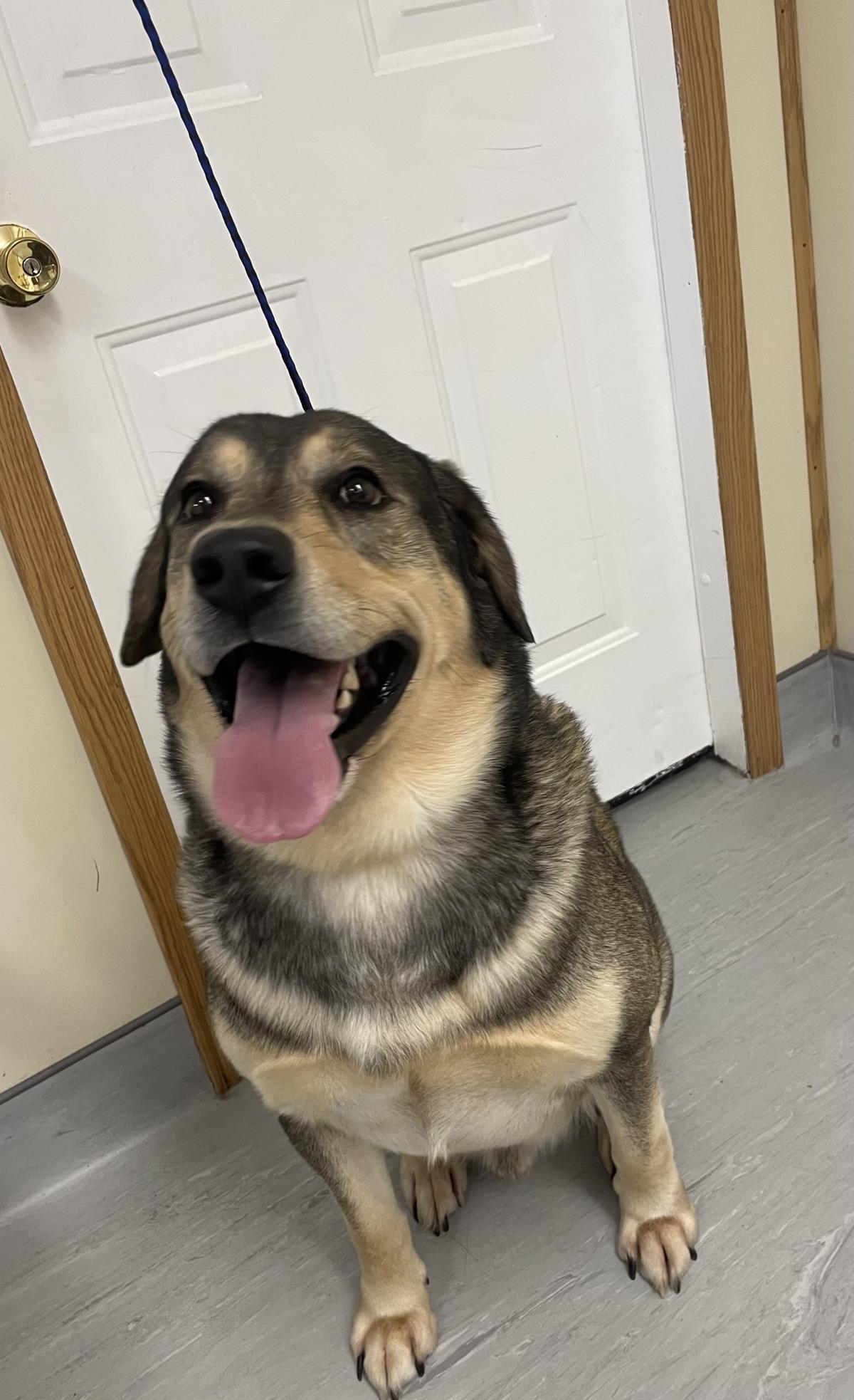 Forrest #19125A: Male Dog