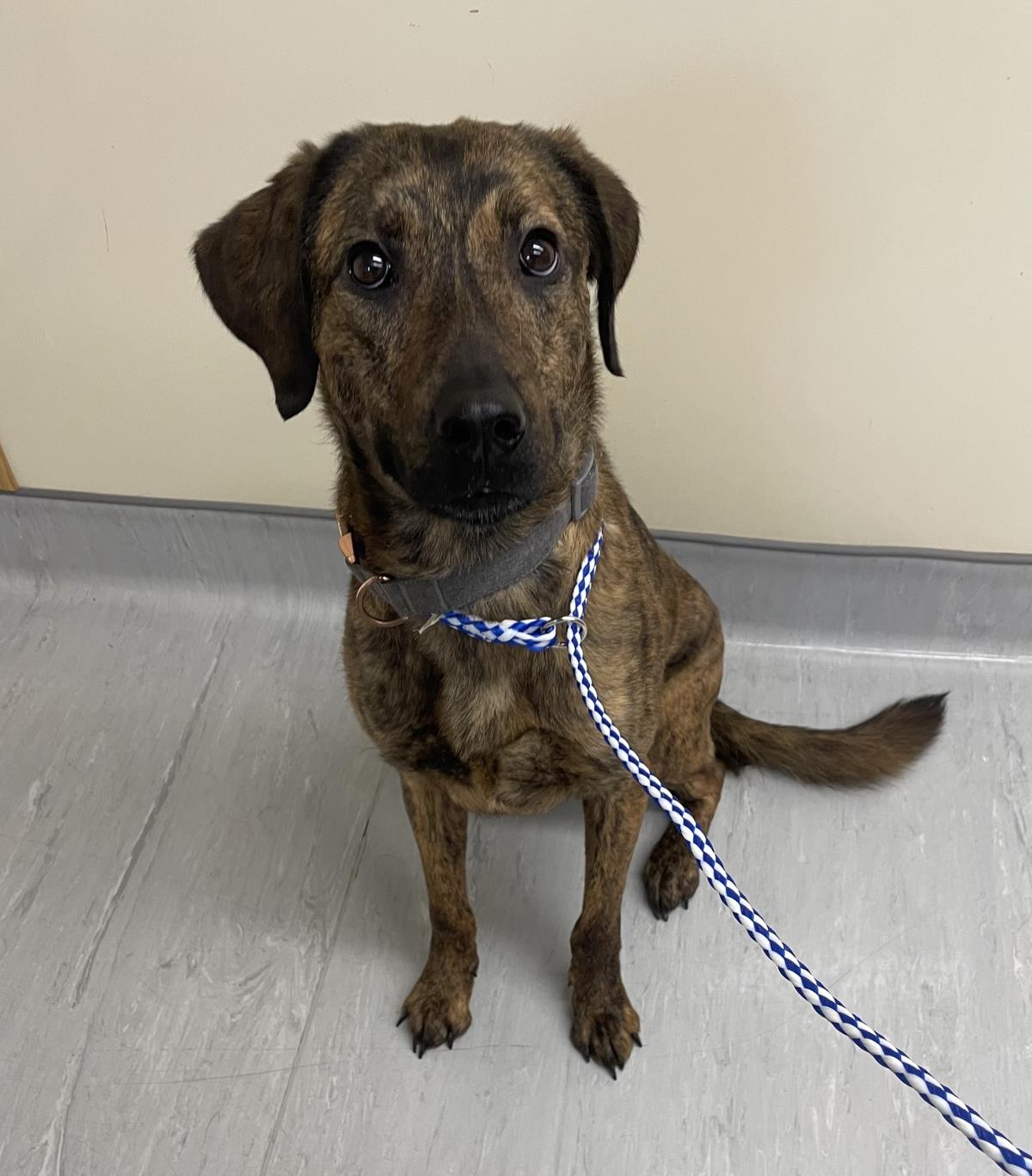 Storm #19123A: Female Dog