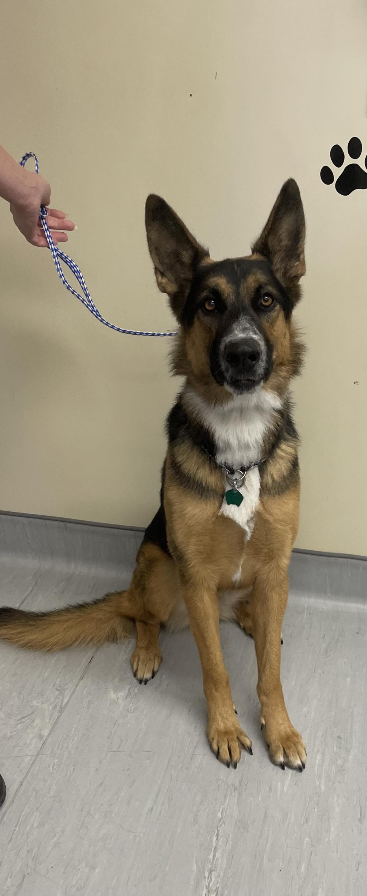 Dory #18809A: Female Dog