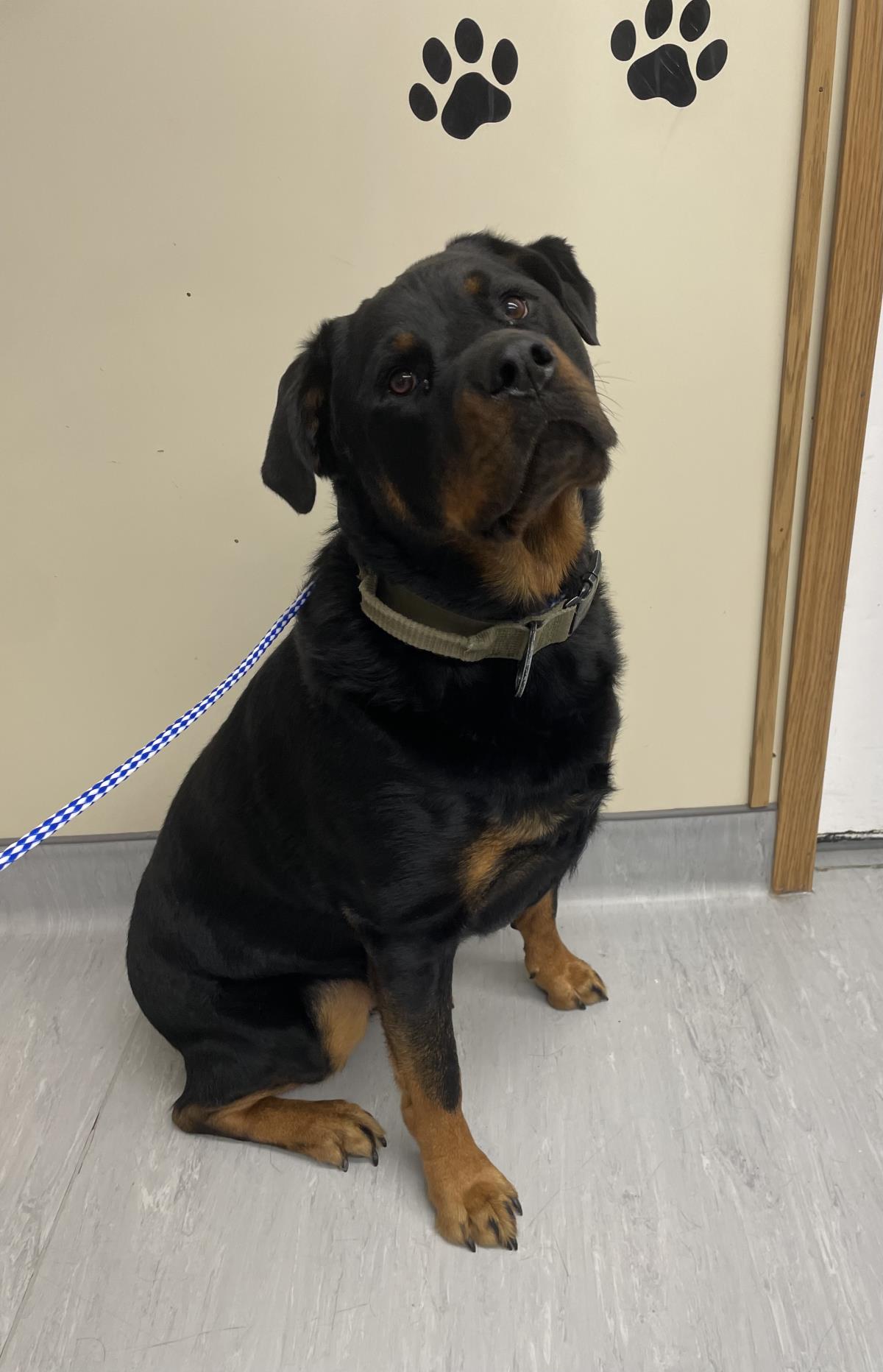Mooz #19169A: Male Dog