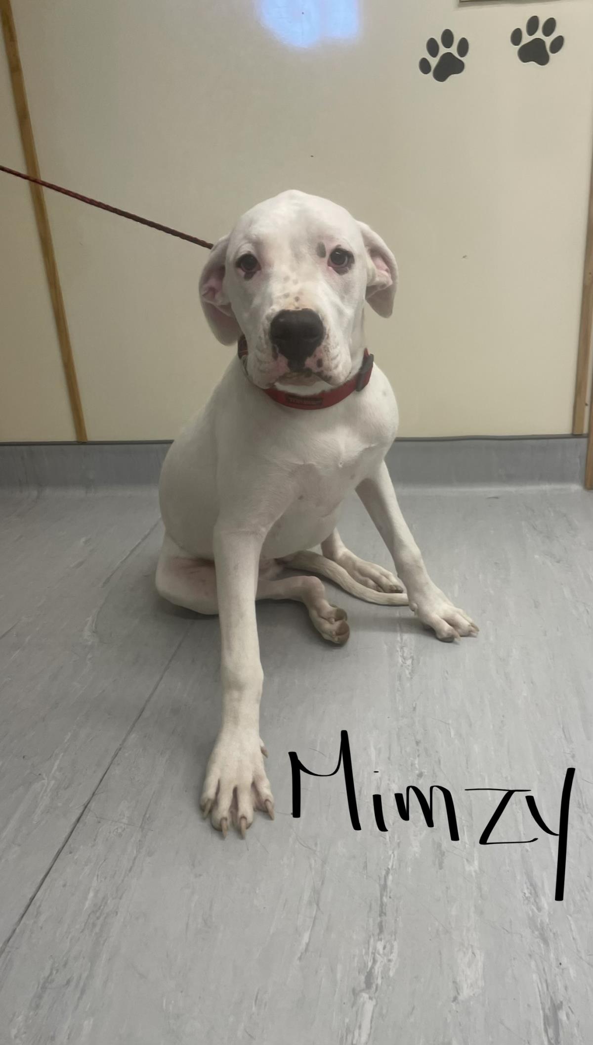 Mimzy( Red Collar) #19191A: Female Dog