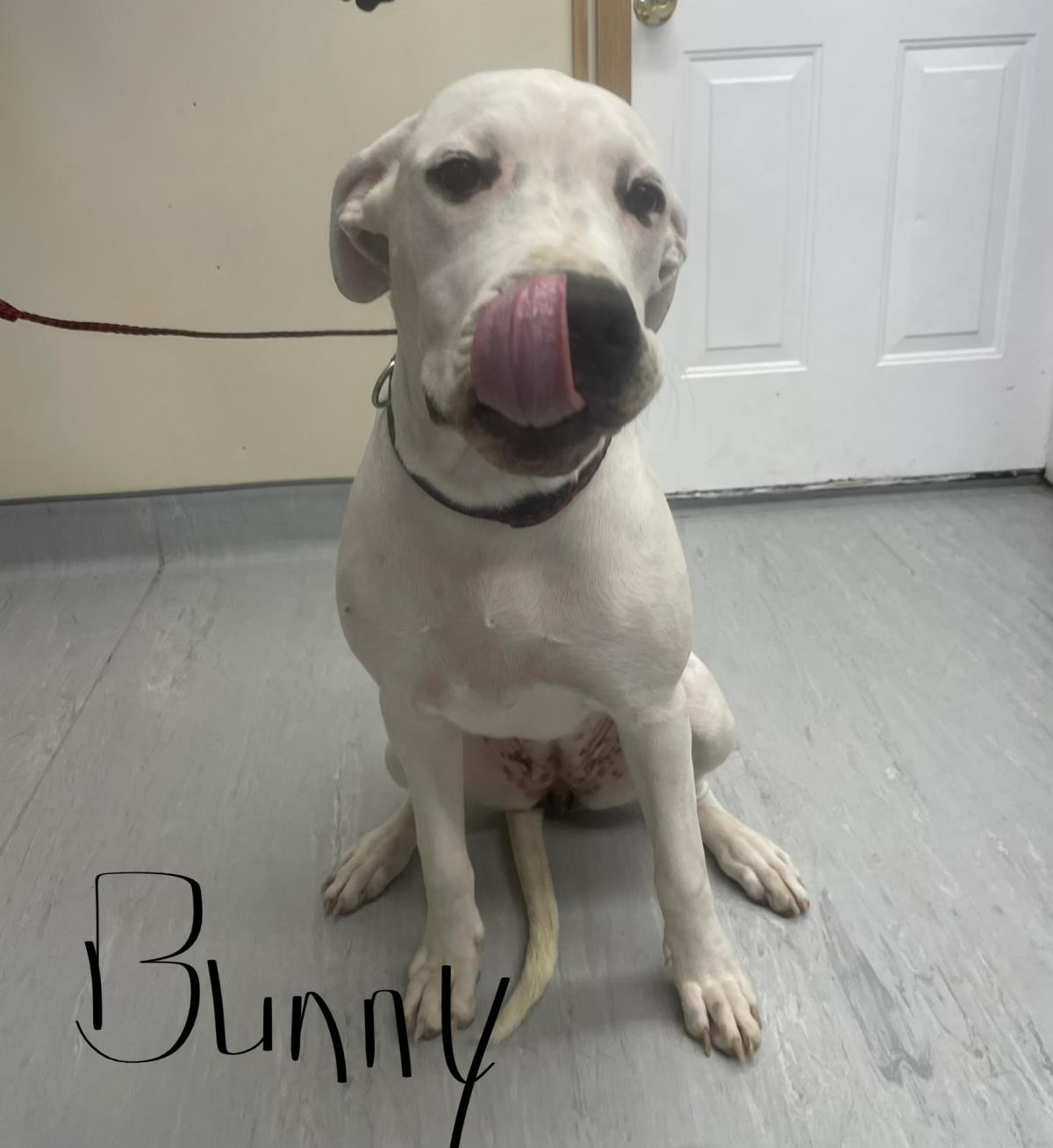 Bunny (Black Collar) #19190A: Dog