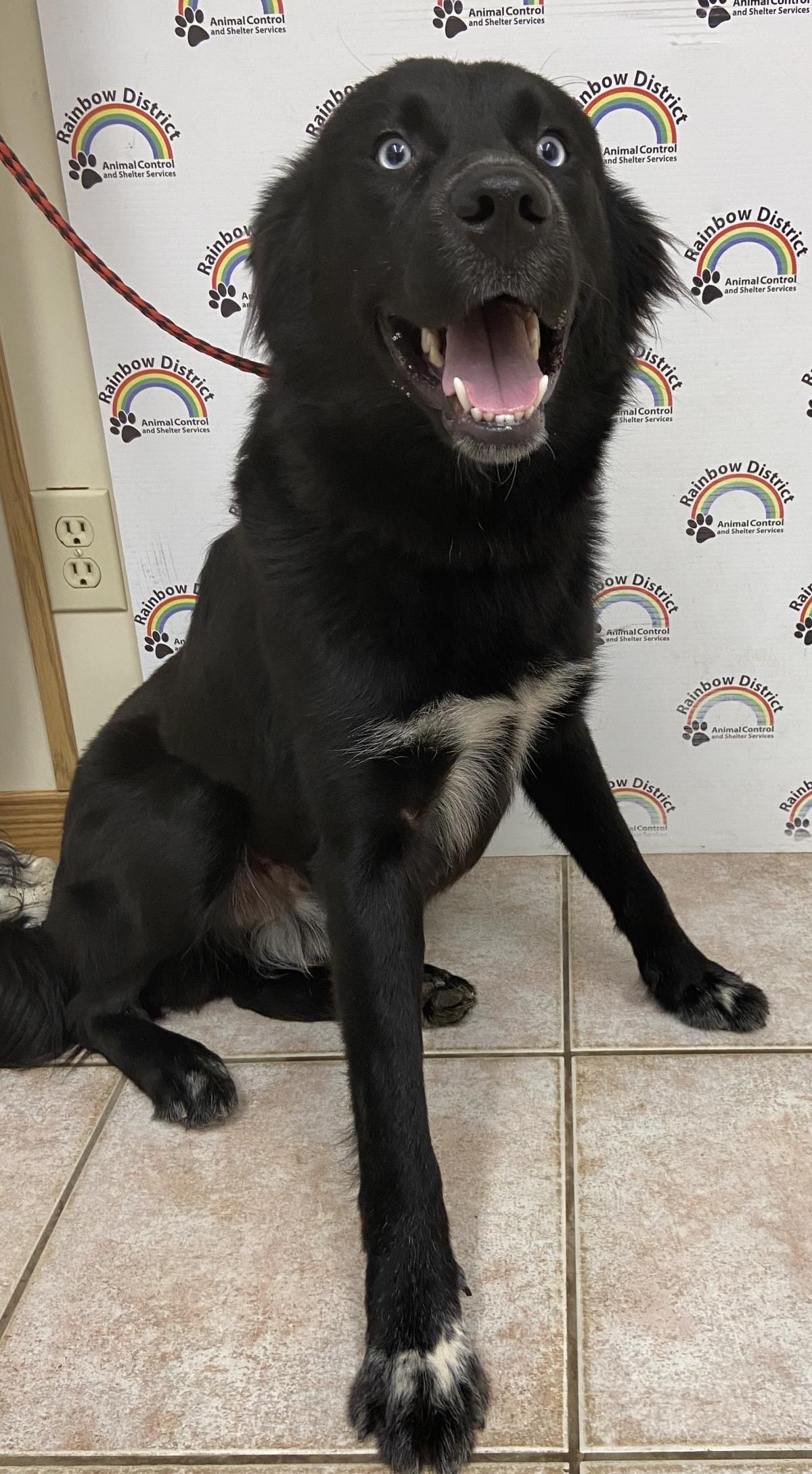 Able #18335A: Male Dog