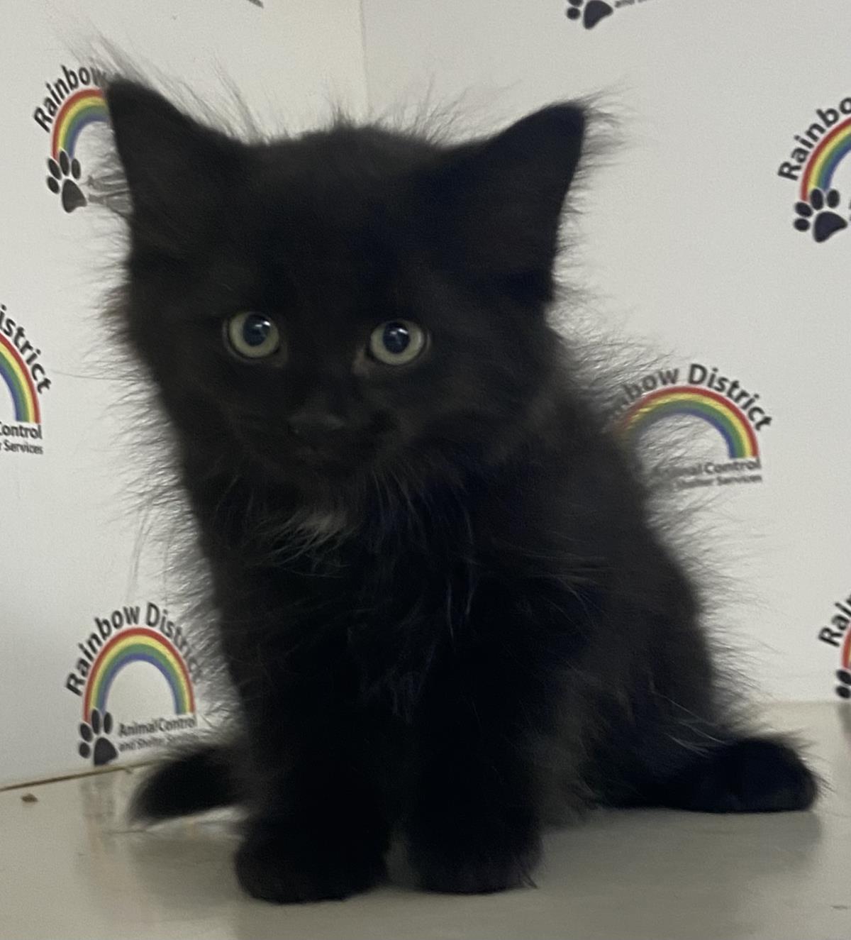 Raven #18392A: Female Cat