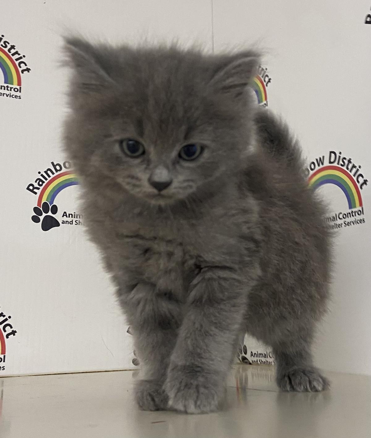 Lana #18393A: Female Cat