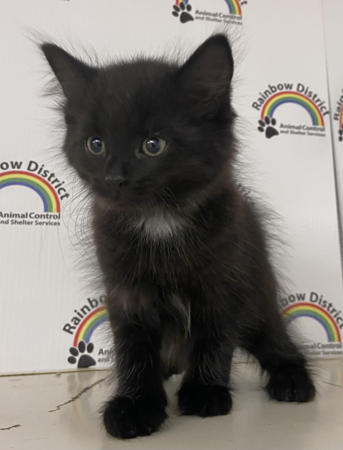 Maverick #18391A: Male Cat