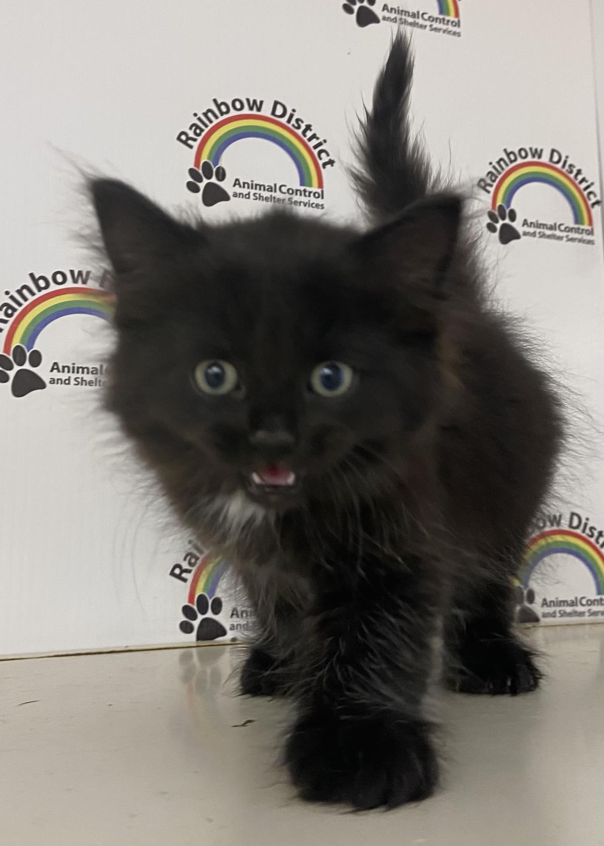 Smudge #18389A: Female Cat
