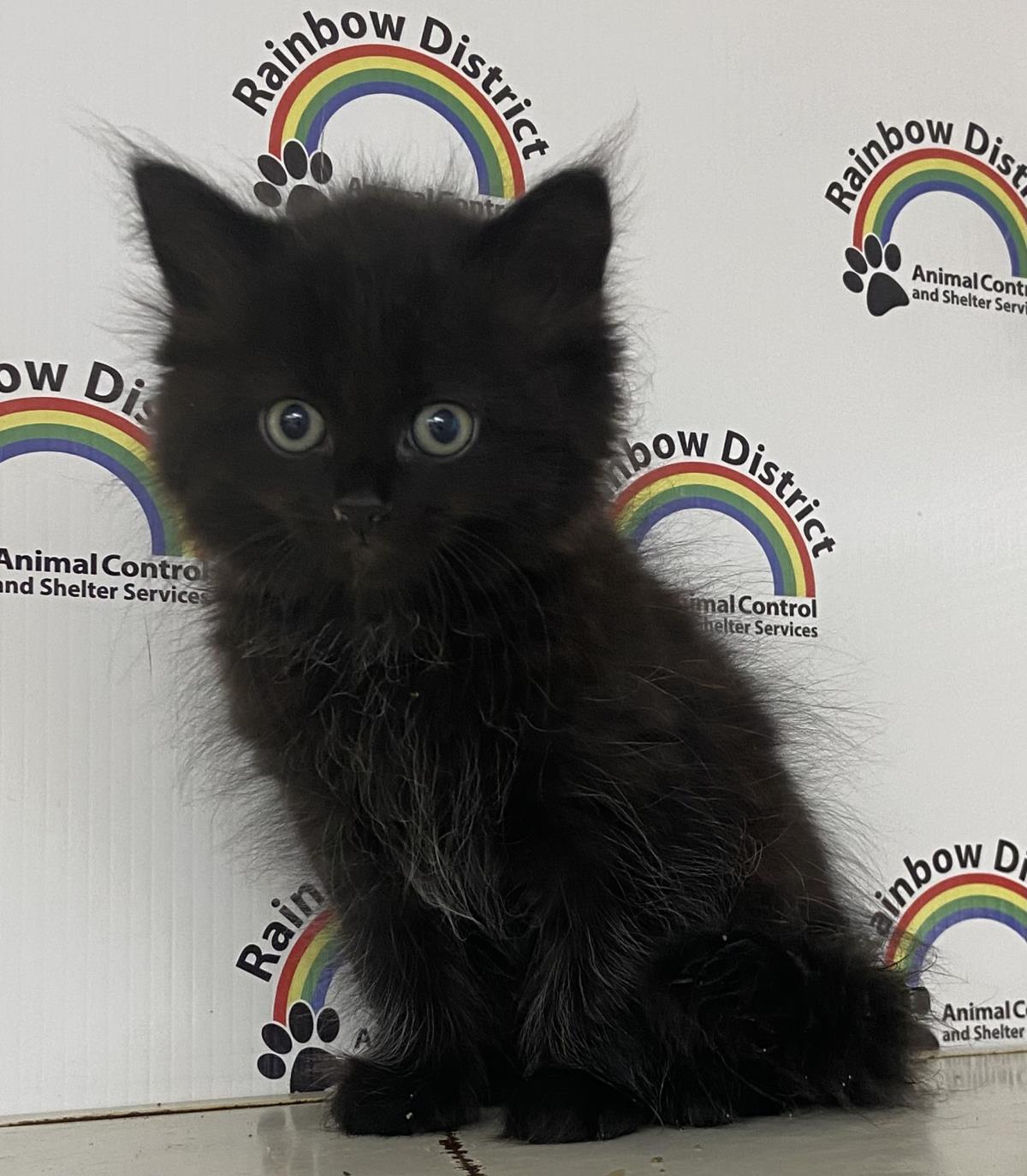 Midnight #18390A: Female Cat