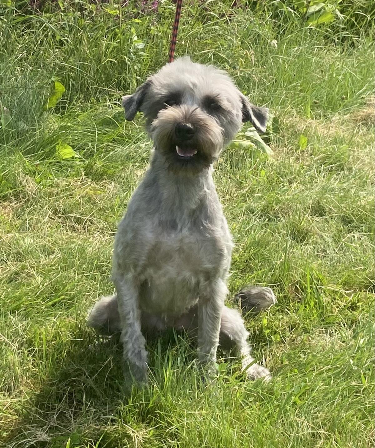 Lola #18387A: Female Dog