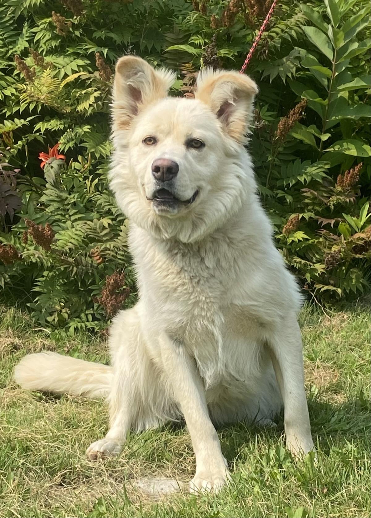 Silver #18364A: Female Dog