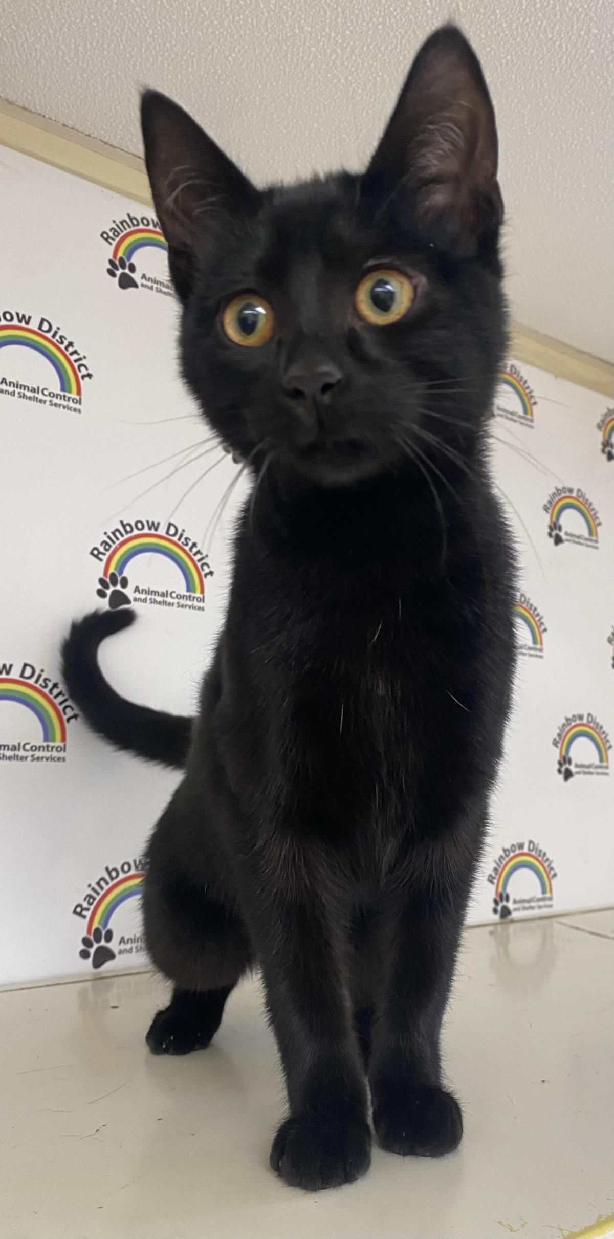 Carla #18408A: Female Cat