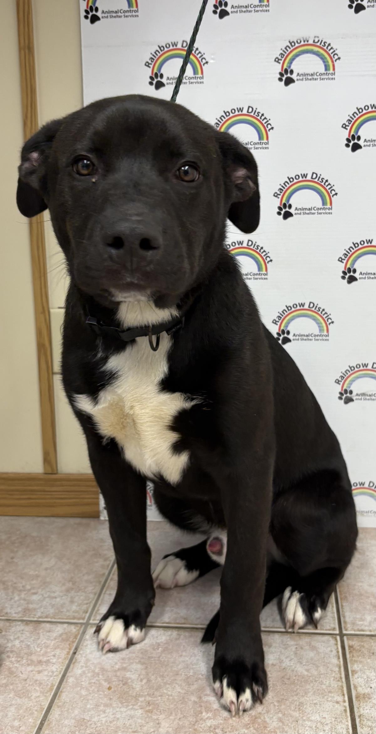 Vader #18204A: Male Dog