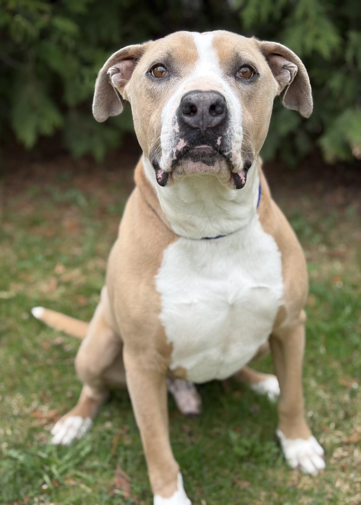 Pablo #18163A: Male Dog