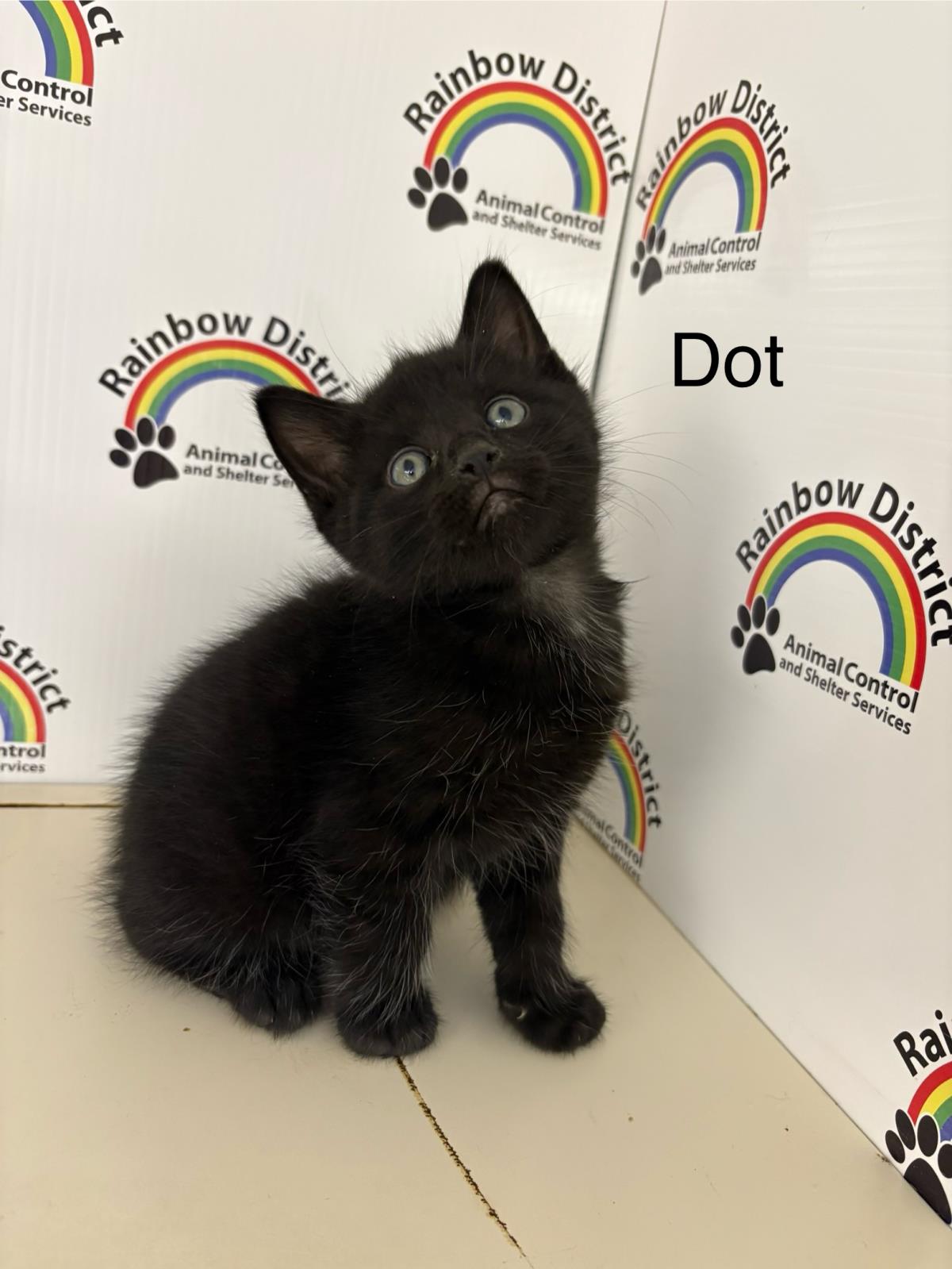Dot #18342A: Male Cat