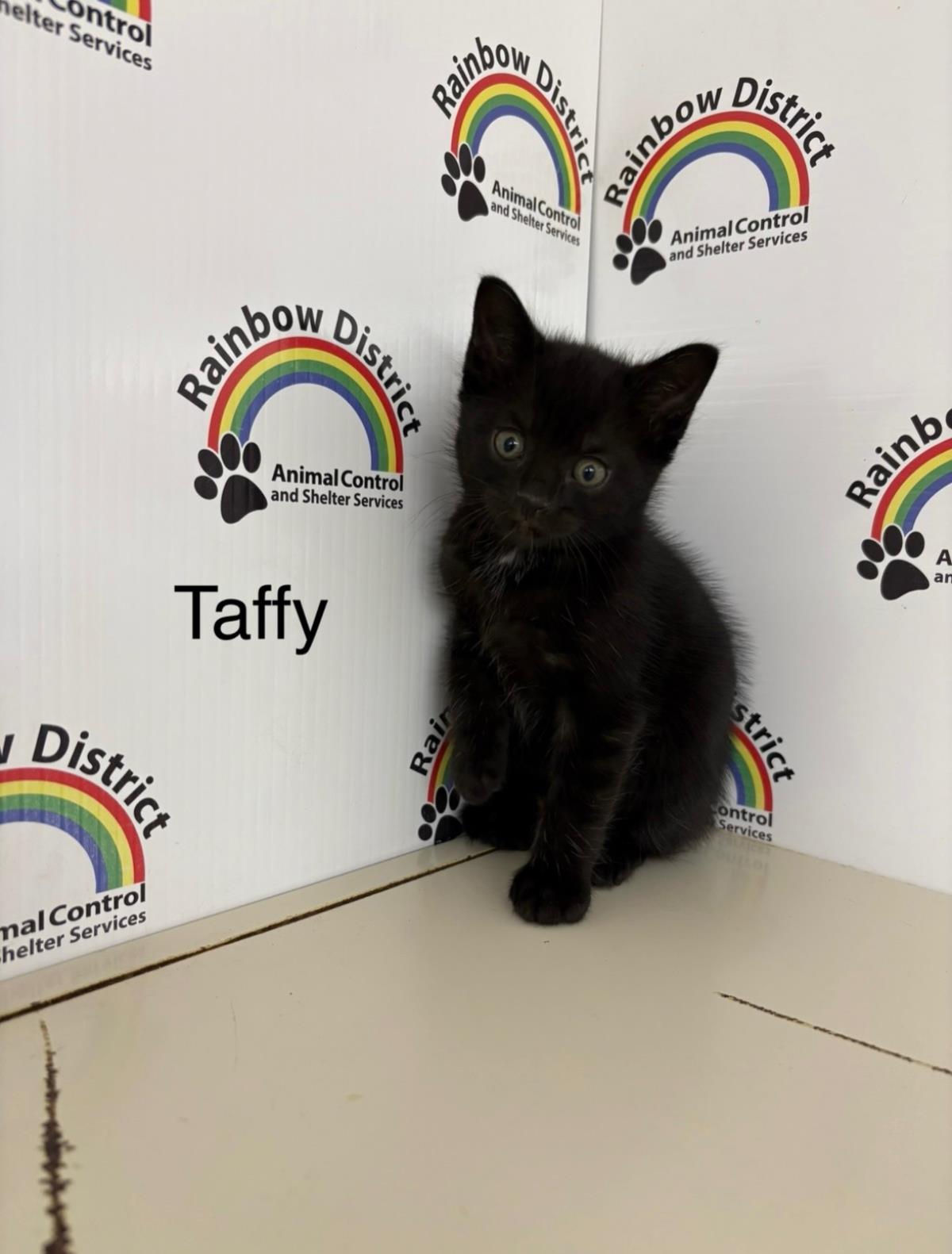 Taffy #18340A: Female Cat