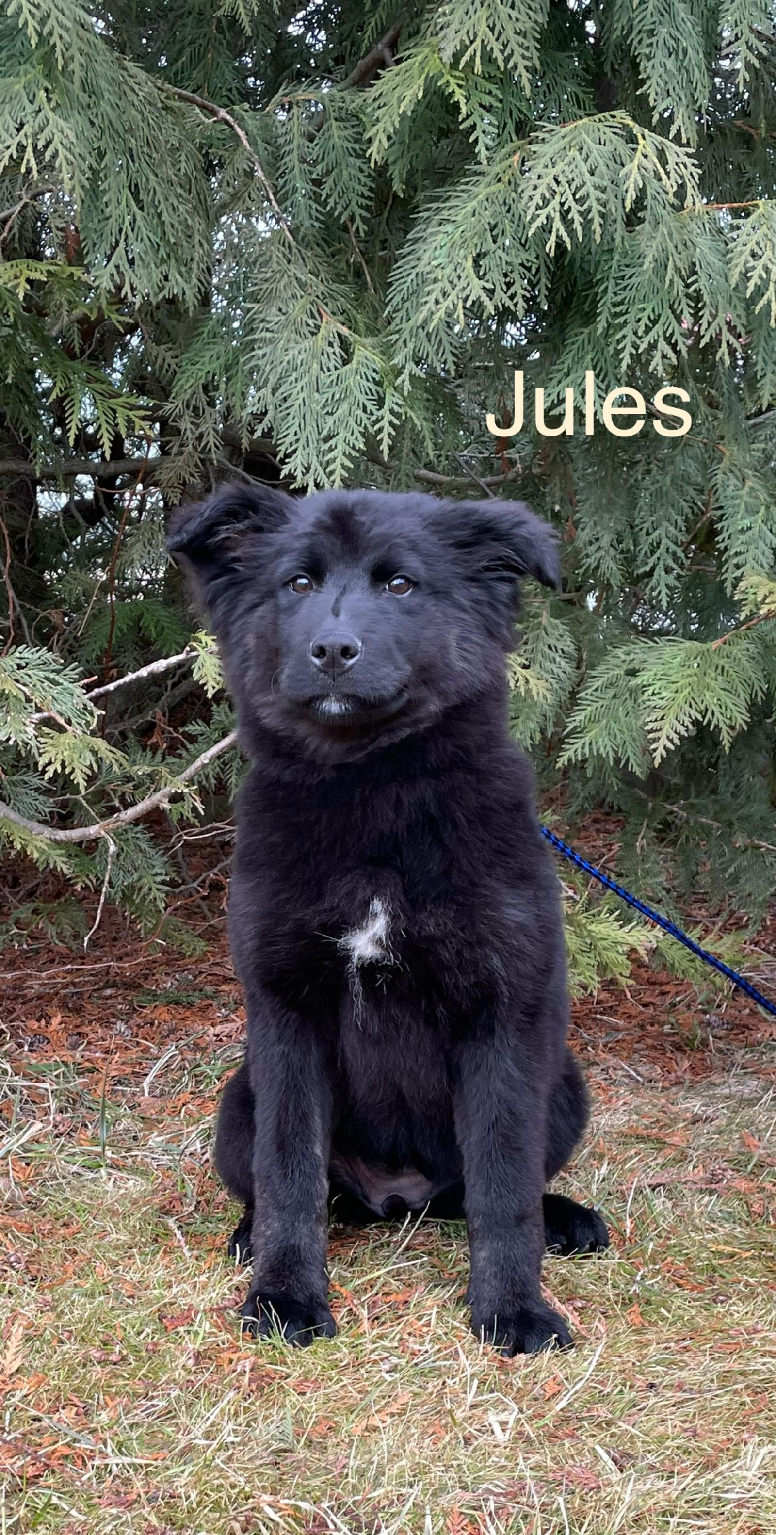 Jules #17245A: Female Dog