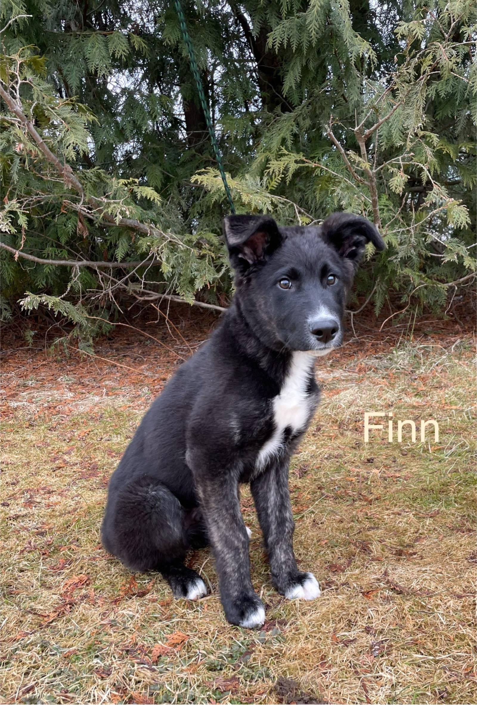 Finn #17244A: Male Dog
