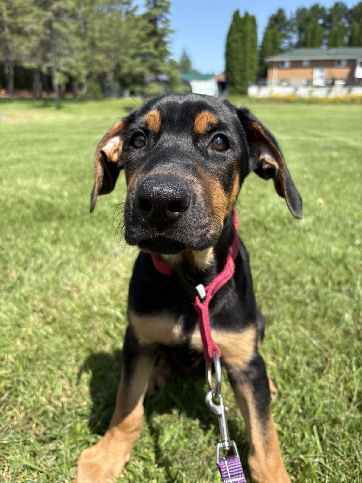 Zeus  #19055: Male Dog