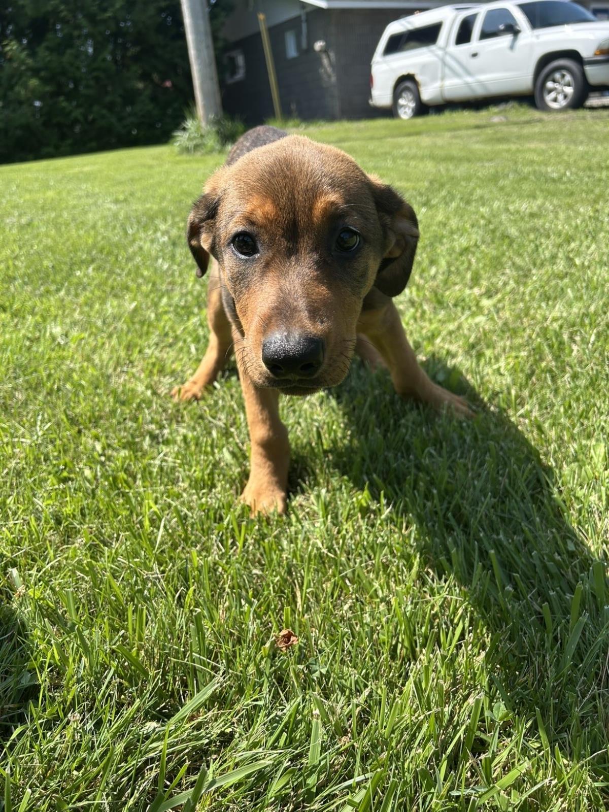 Hera #19057A: Female Dog