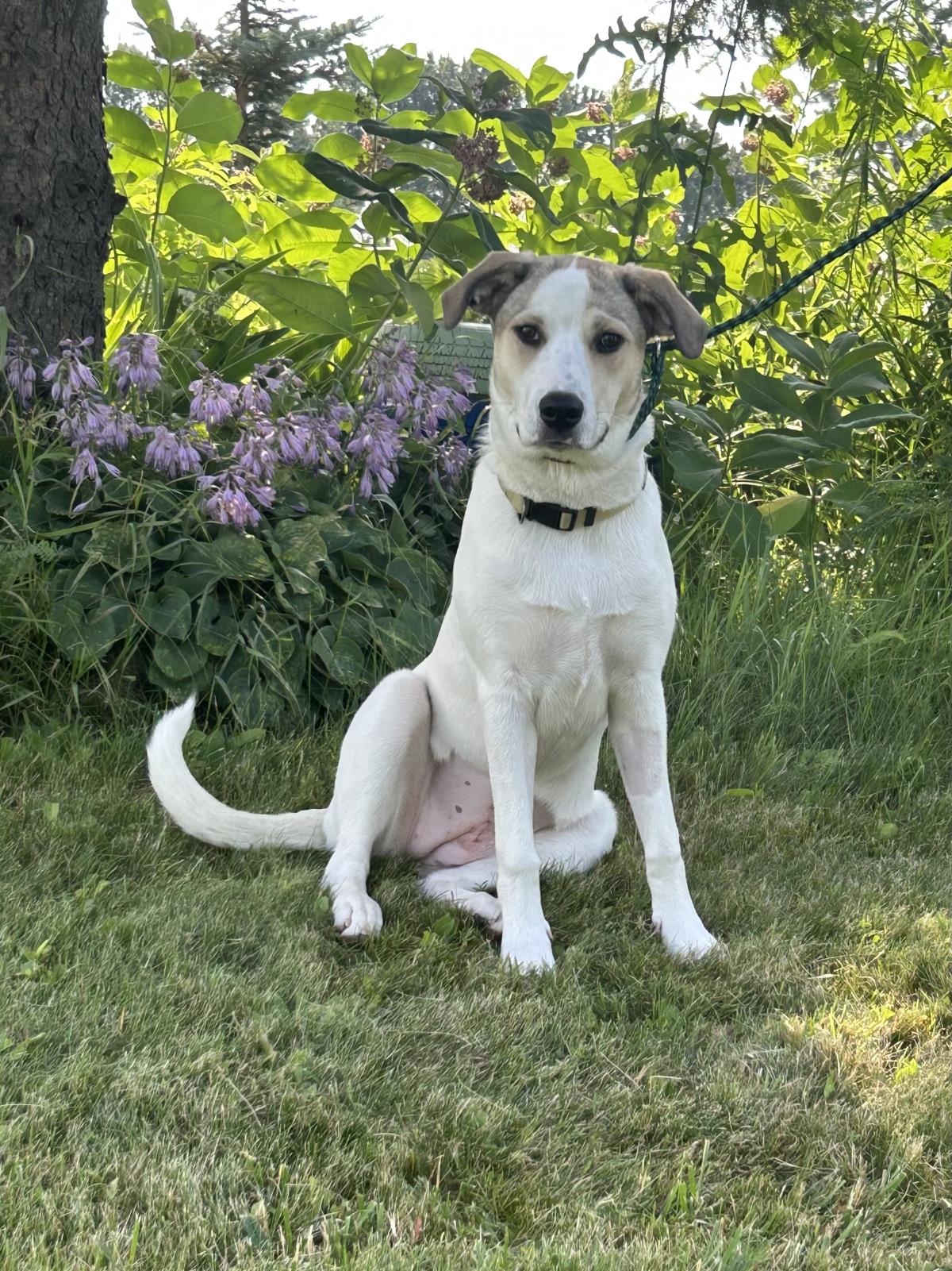 June #19061A: Female Dog