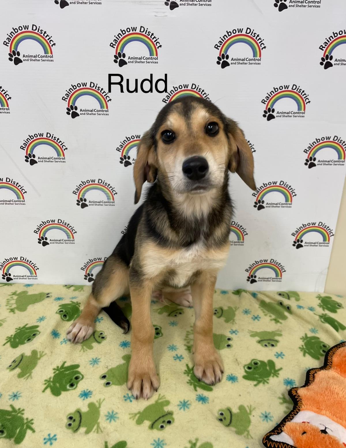 Rudd #17816A: Male Dog