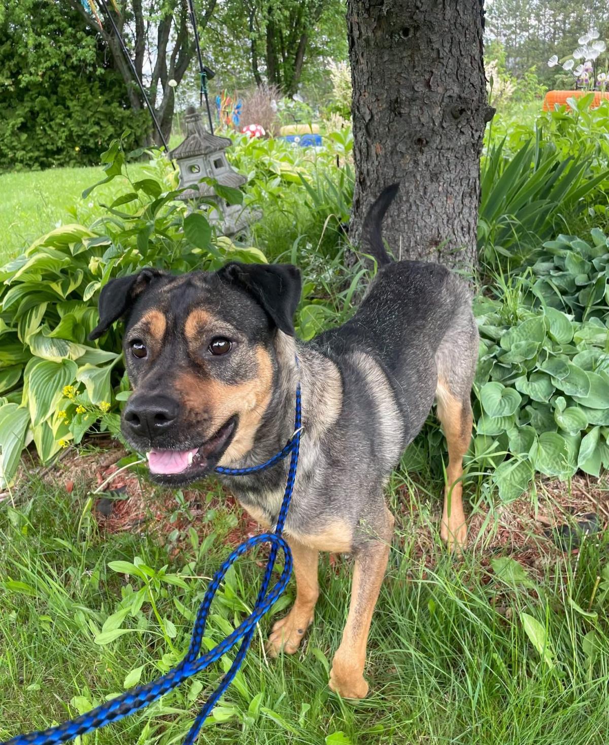 Mona #17782A: Female Dog
