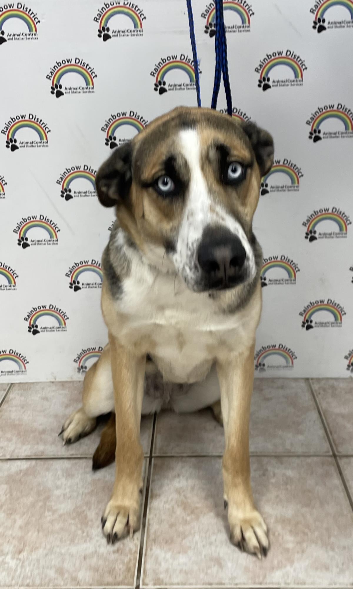 Nita #18134A: Female Dog