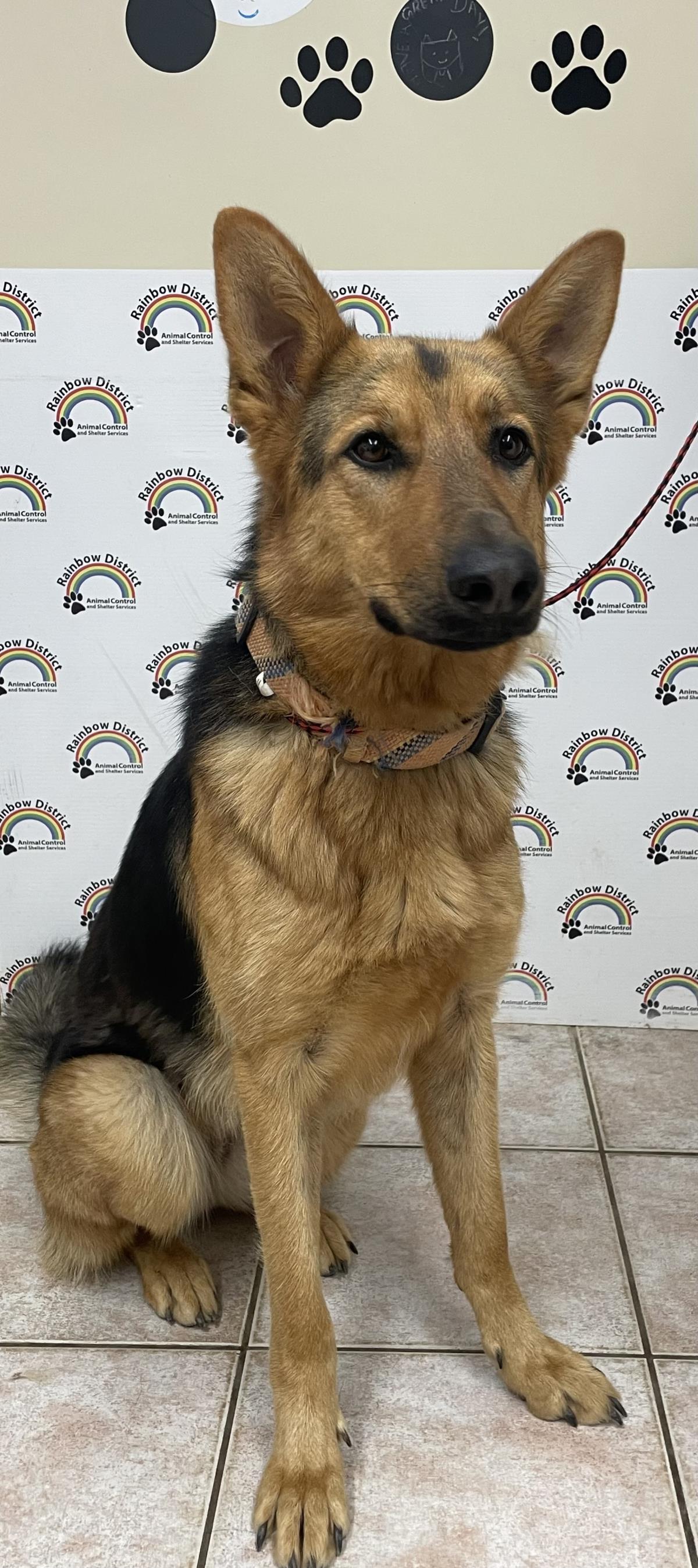 Macy #18348A: Female Dog