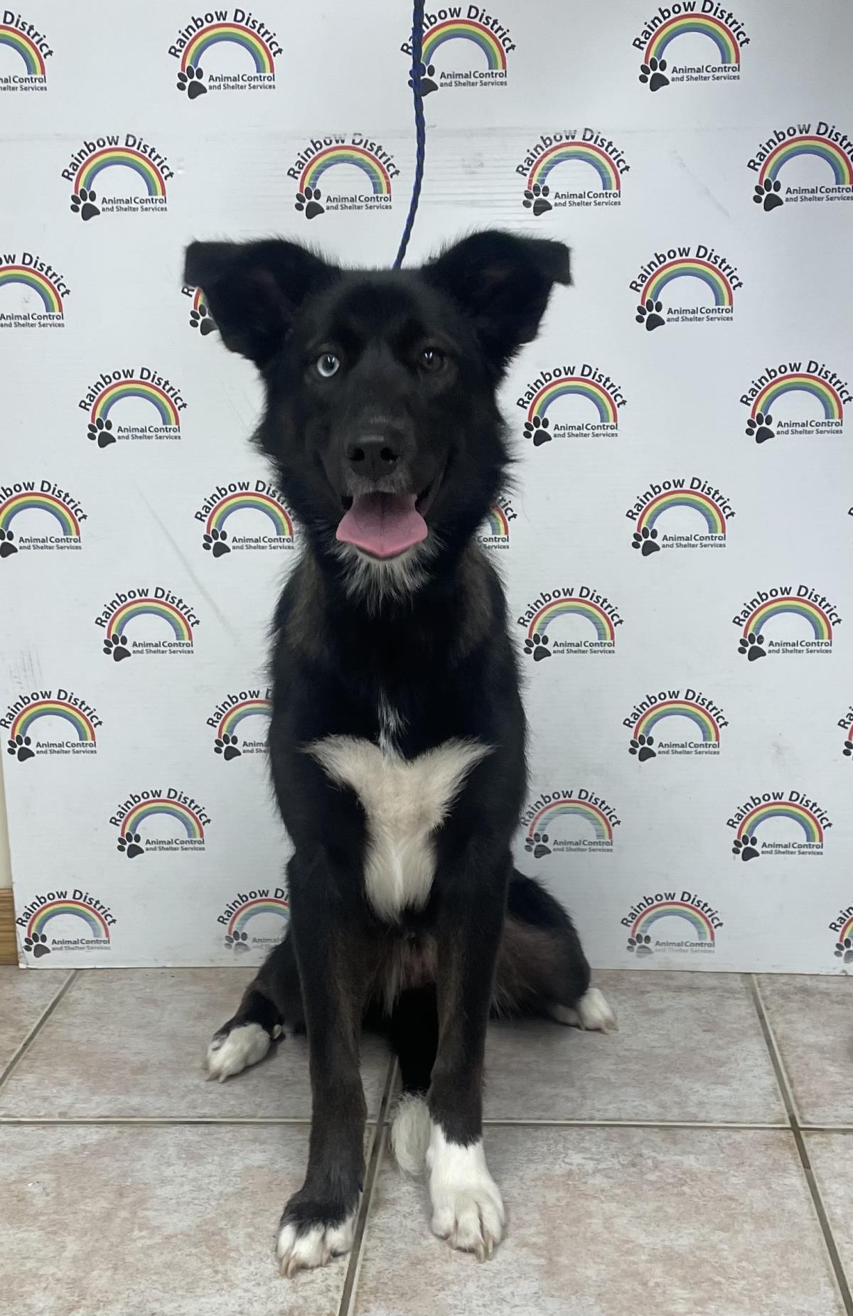 Breeze #18404A: Female Dog