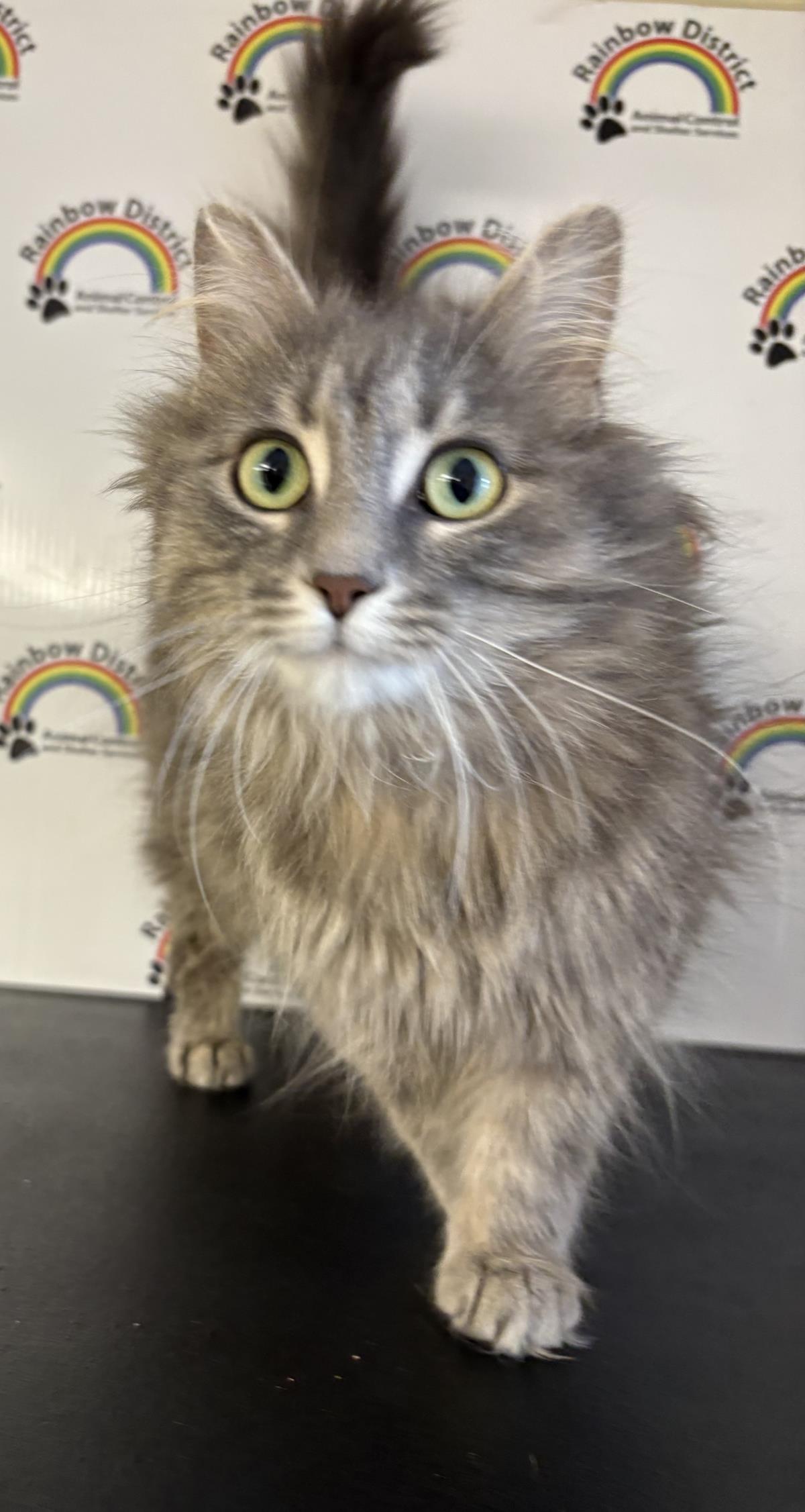 Pepper #18881A: Female Cat