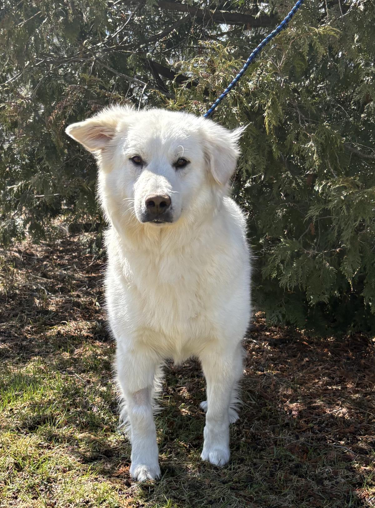 Polar #18886A: Male Dog