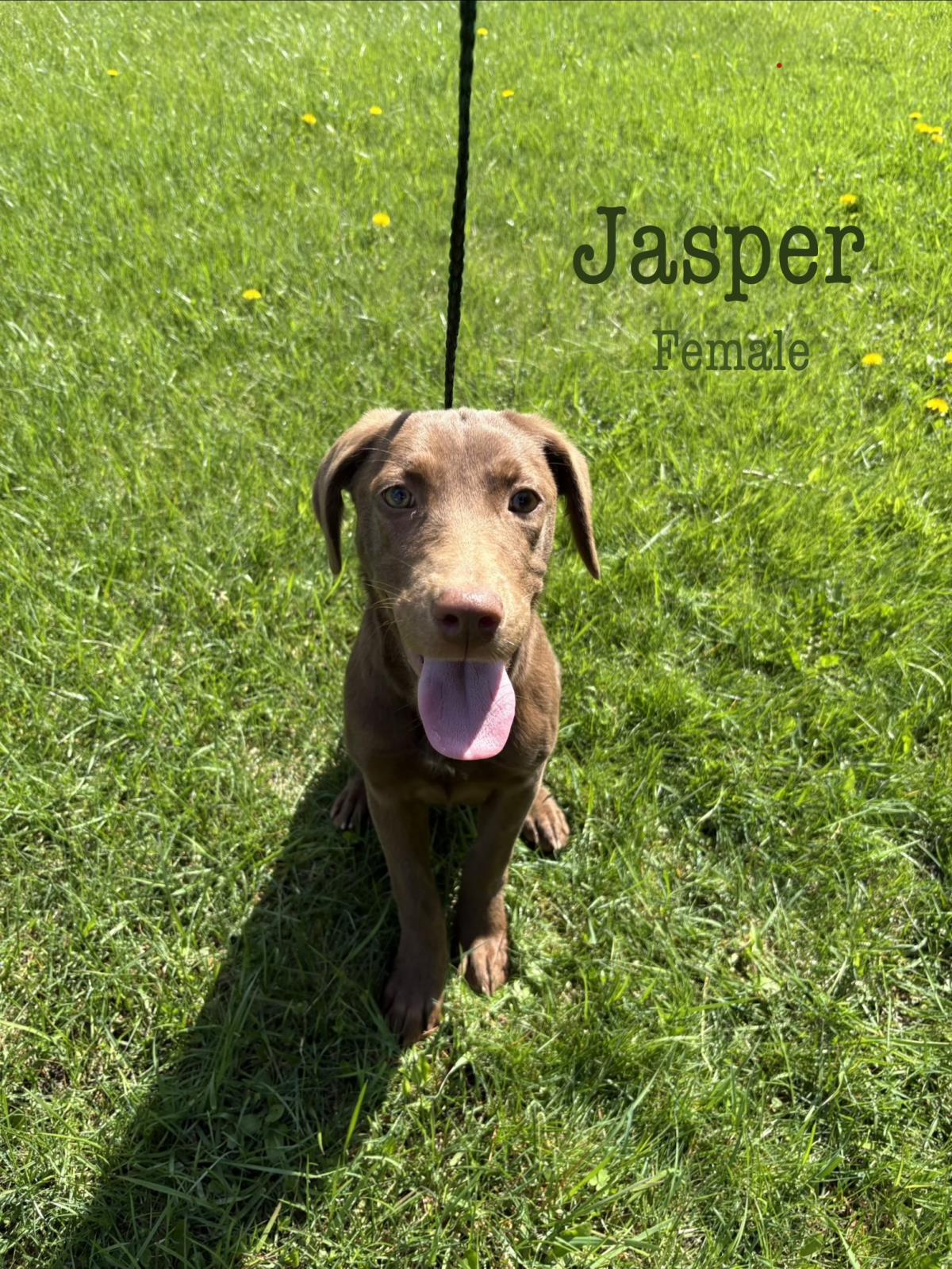 Jasper #18947A: Female Dog