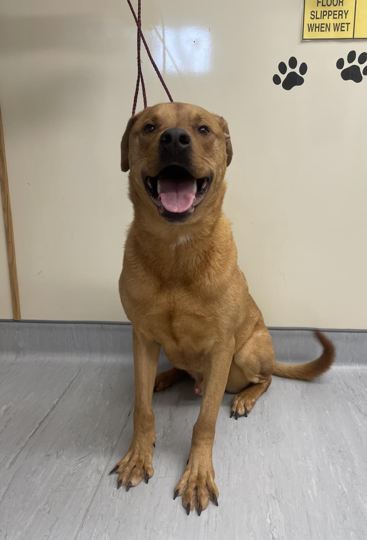 Junior #19027A: Male Dog