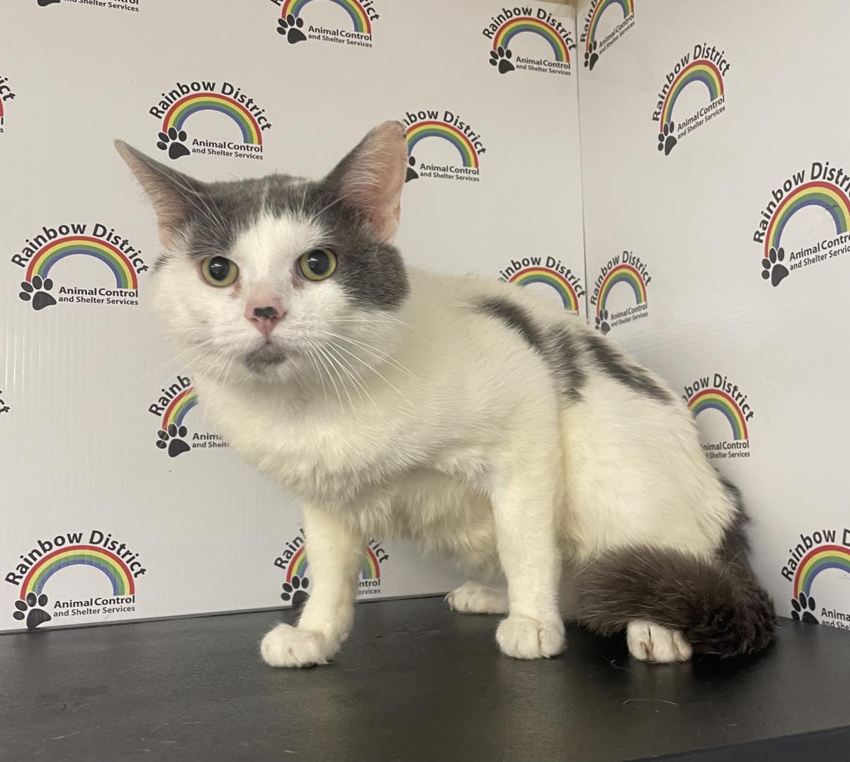 Buddy #19026A: Male Cat