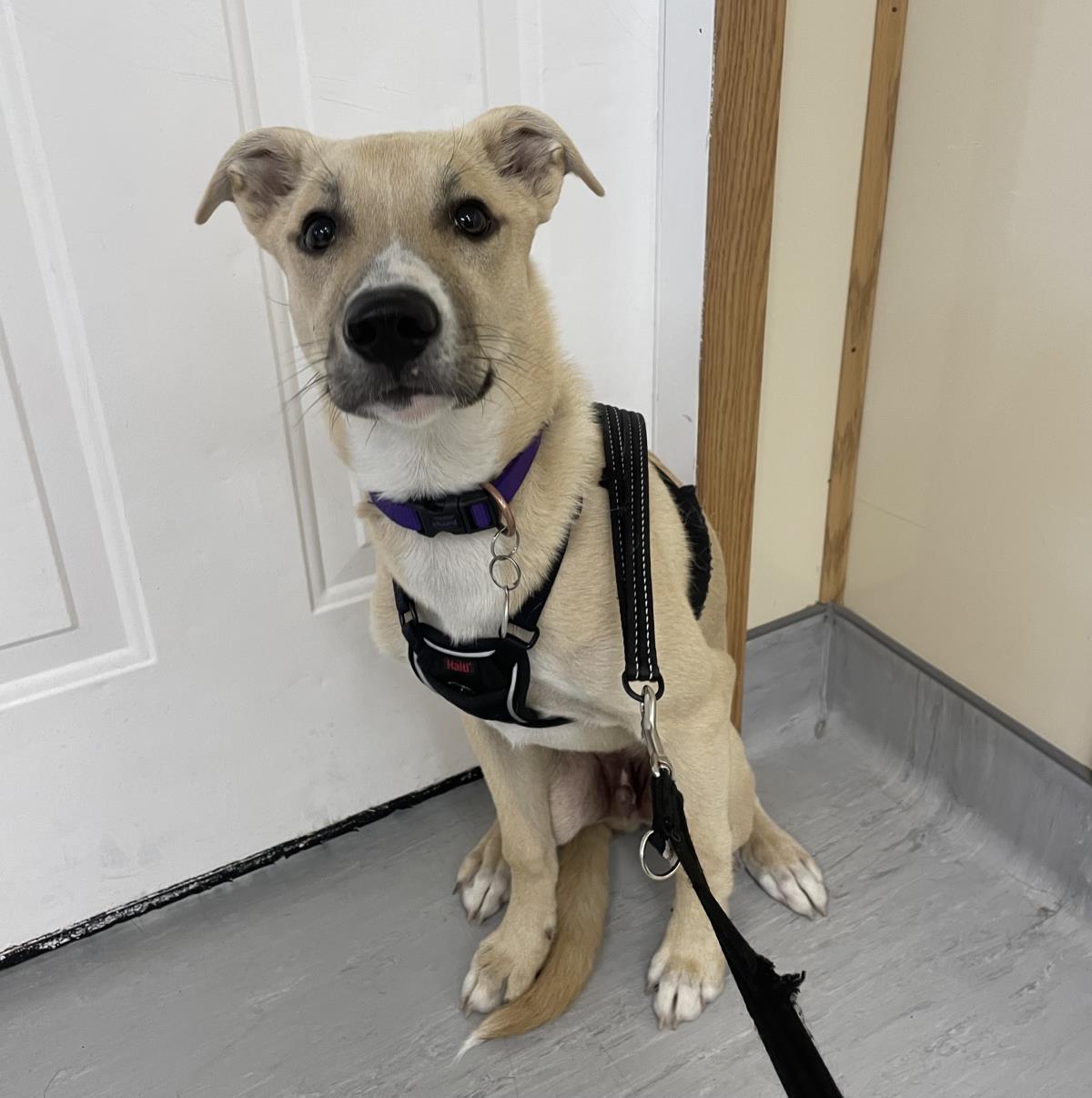 Gunner #18852A: Male Dog