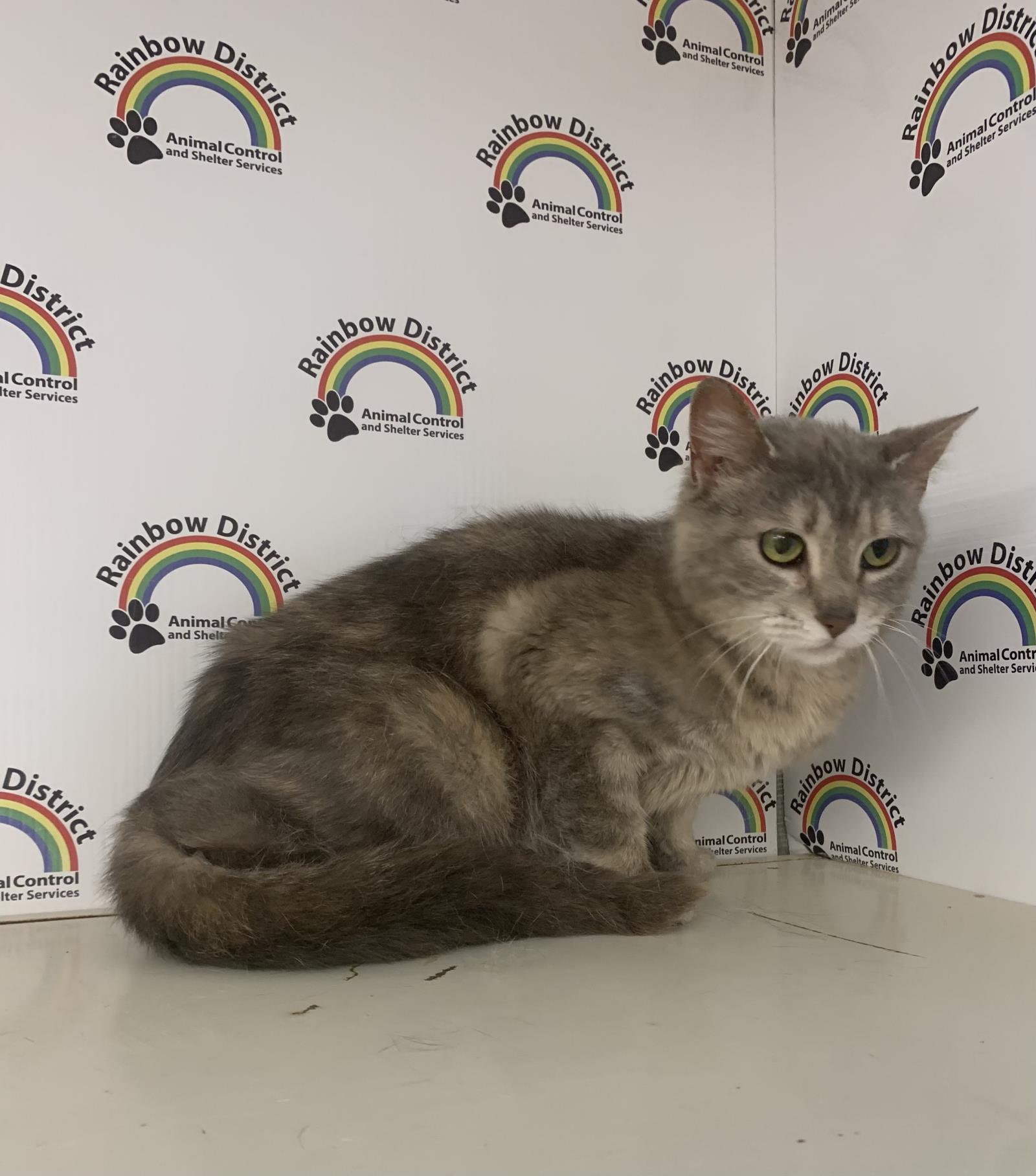 Tommy Girl #15996A: Female Cat