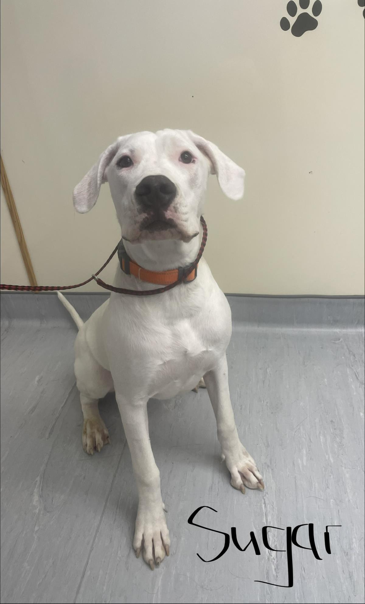 Sugar (Orange Collar)