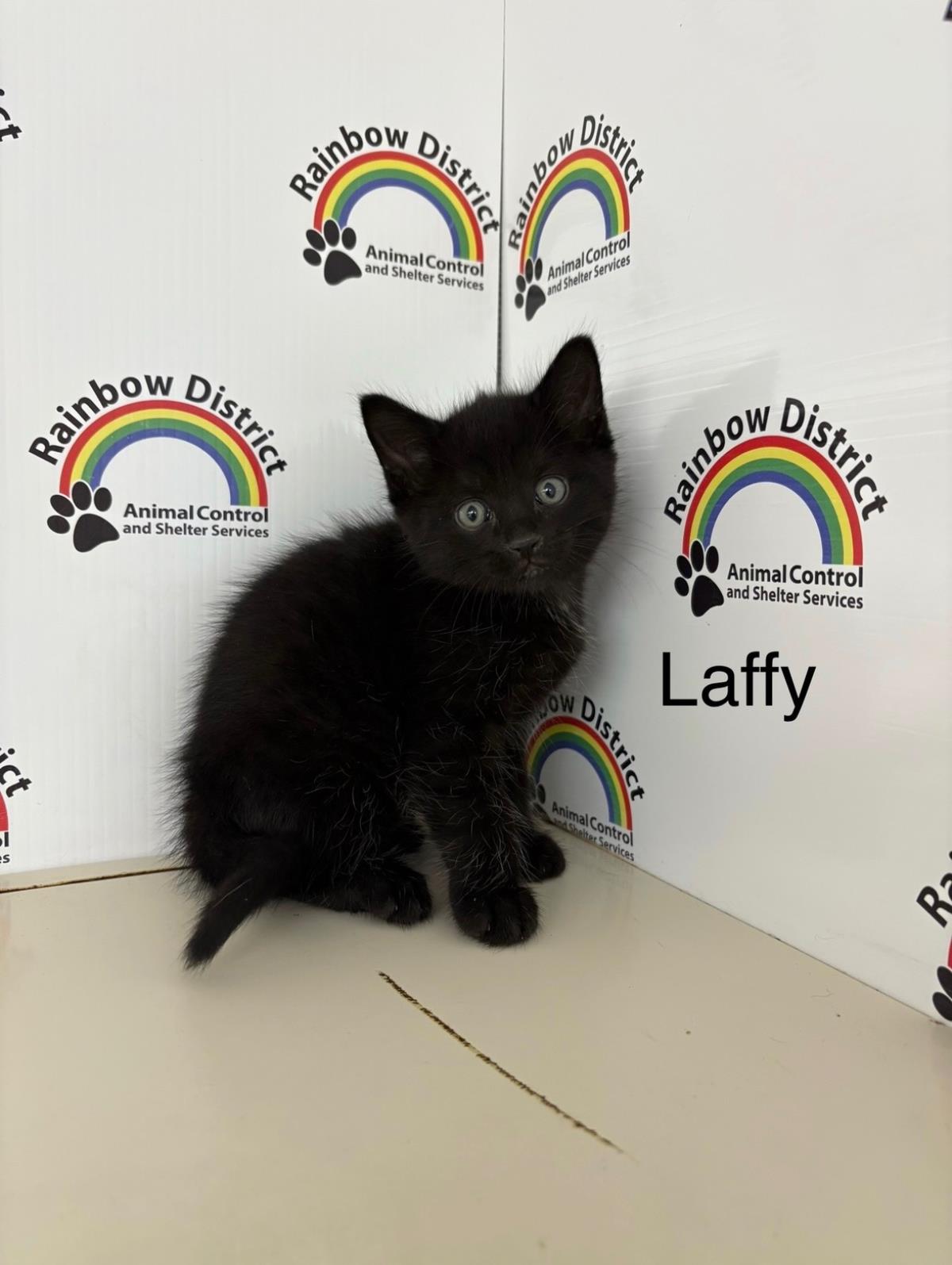 Laffy
