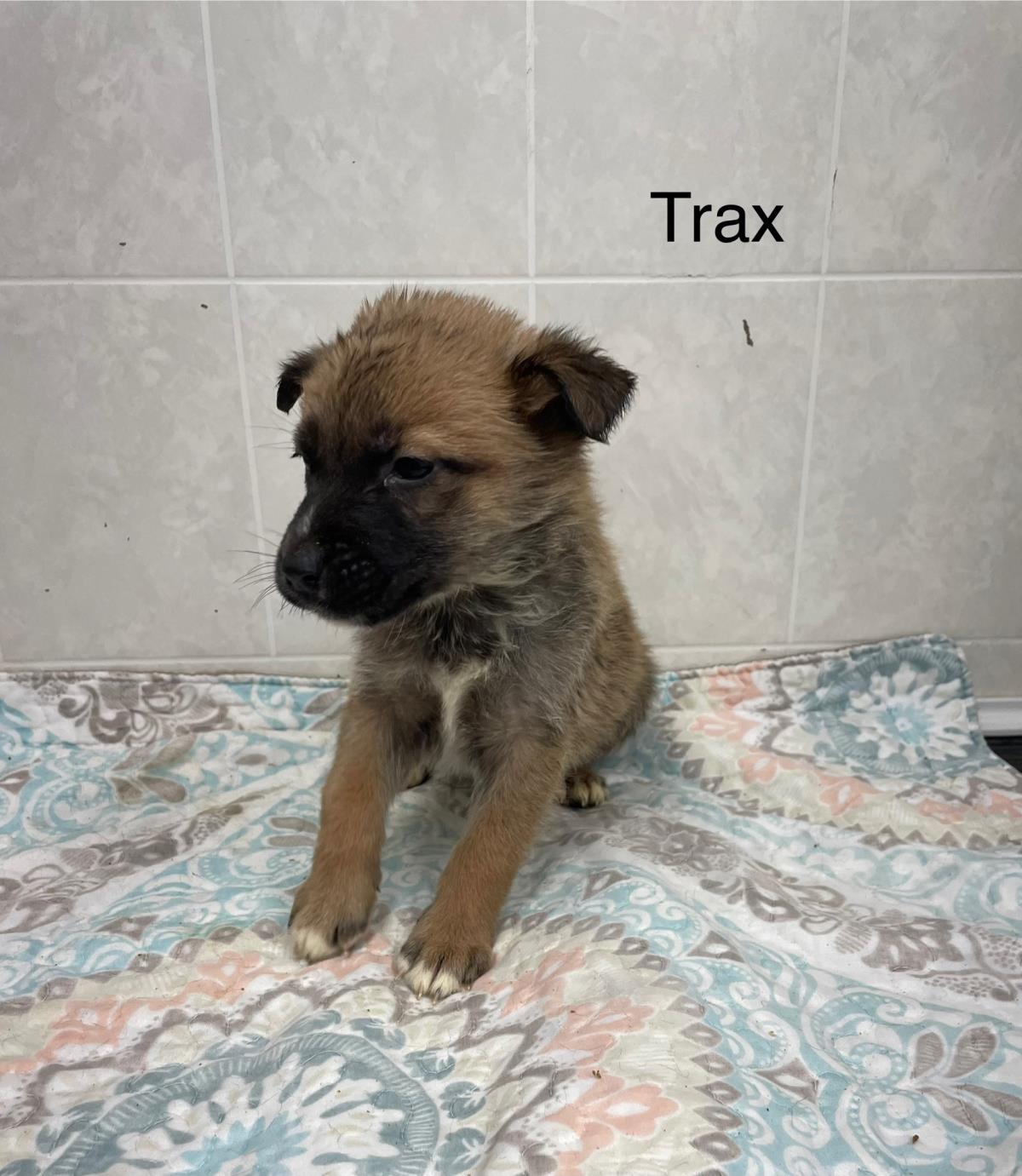 Traxx