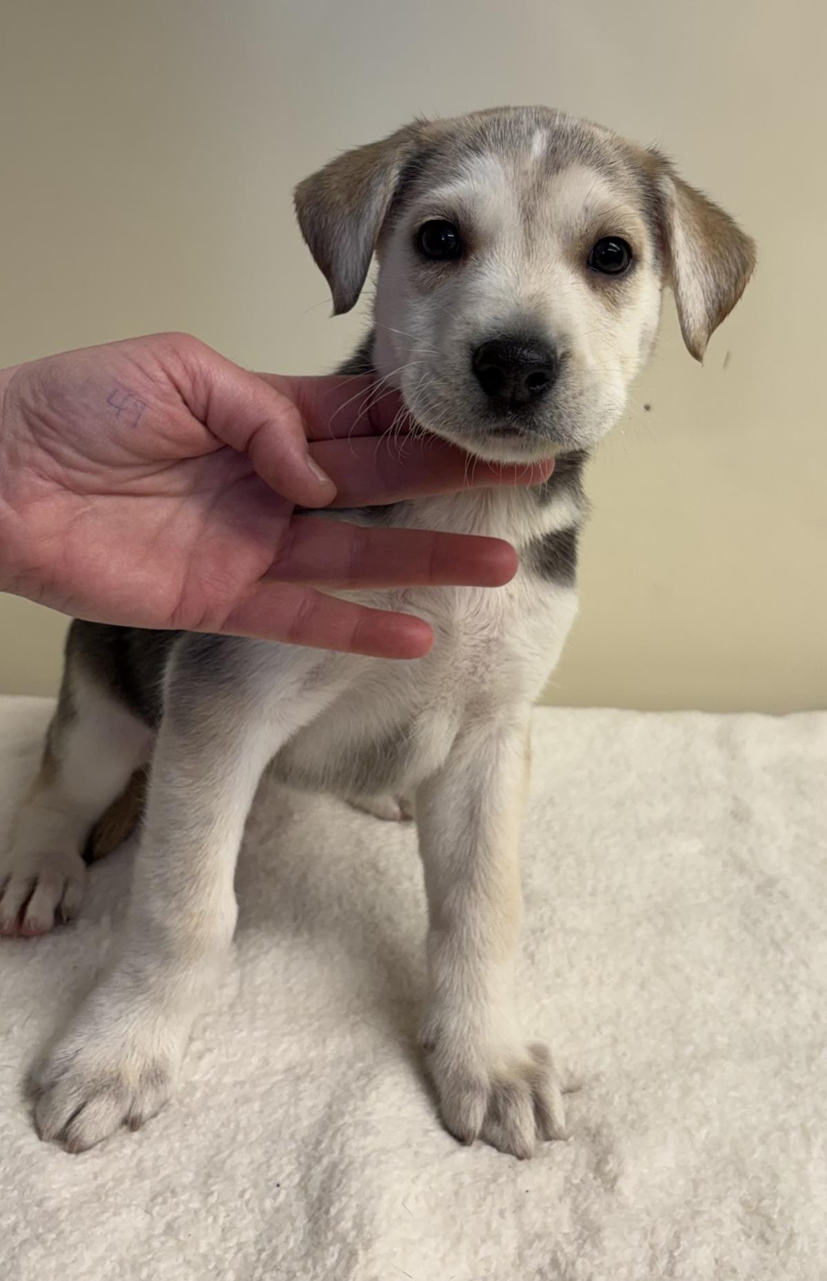 Roo