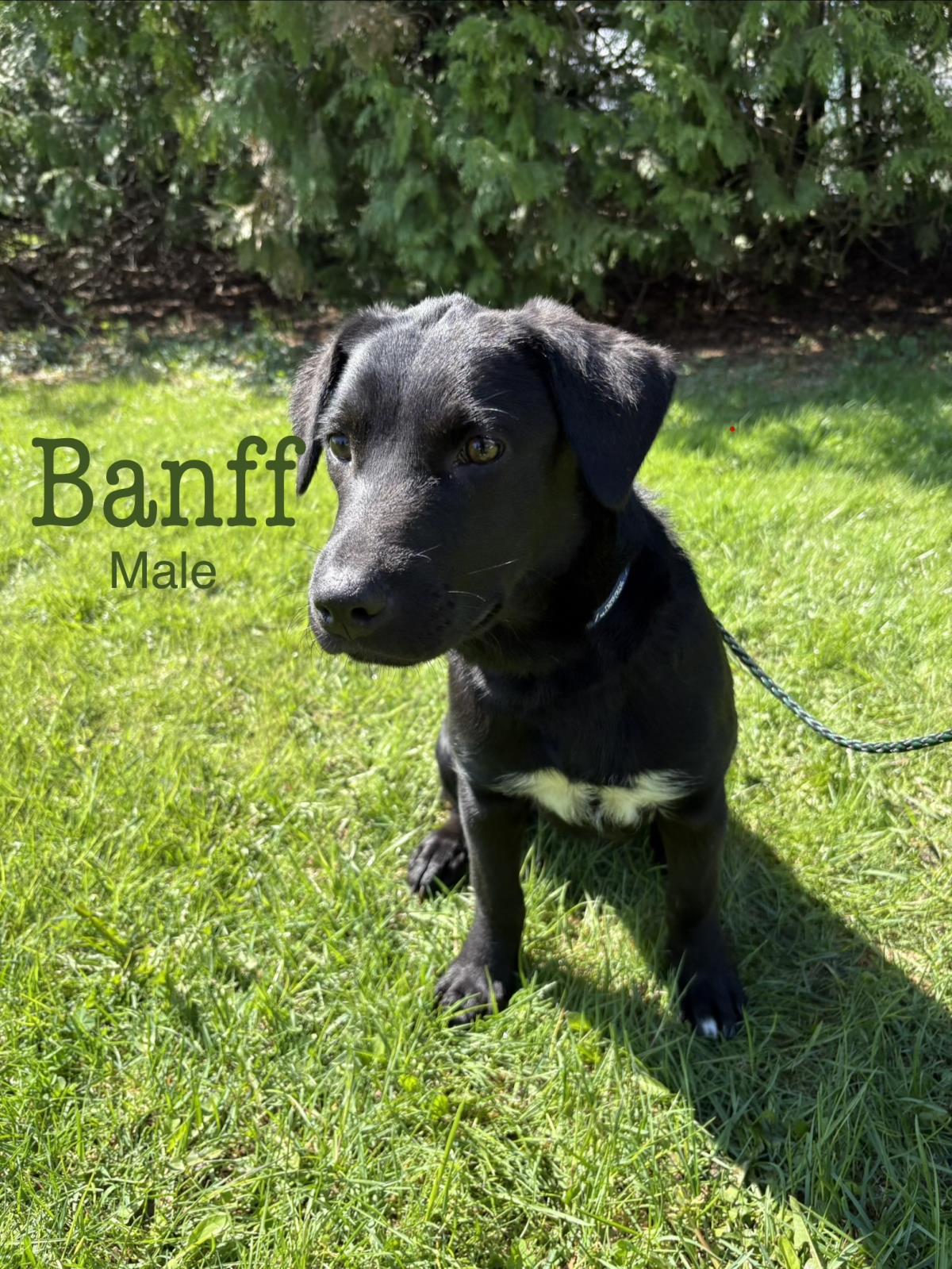 Banff