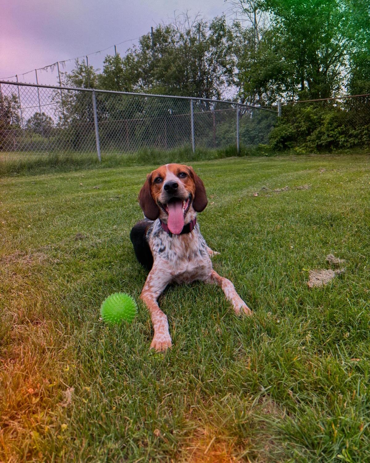Arlo