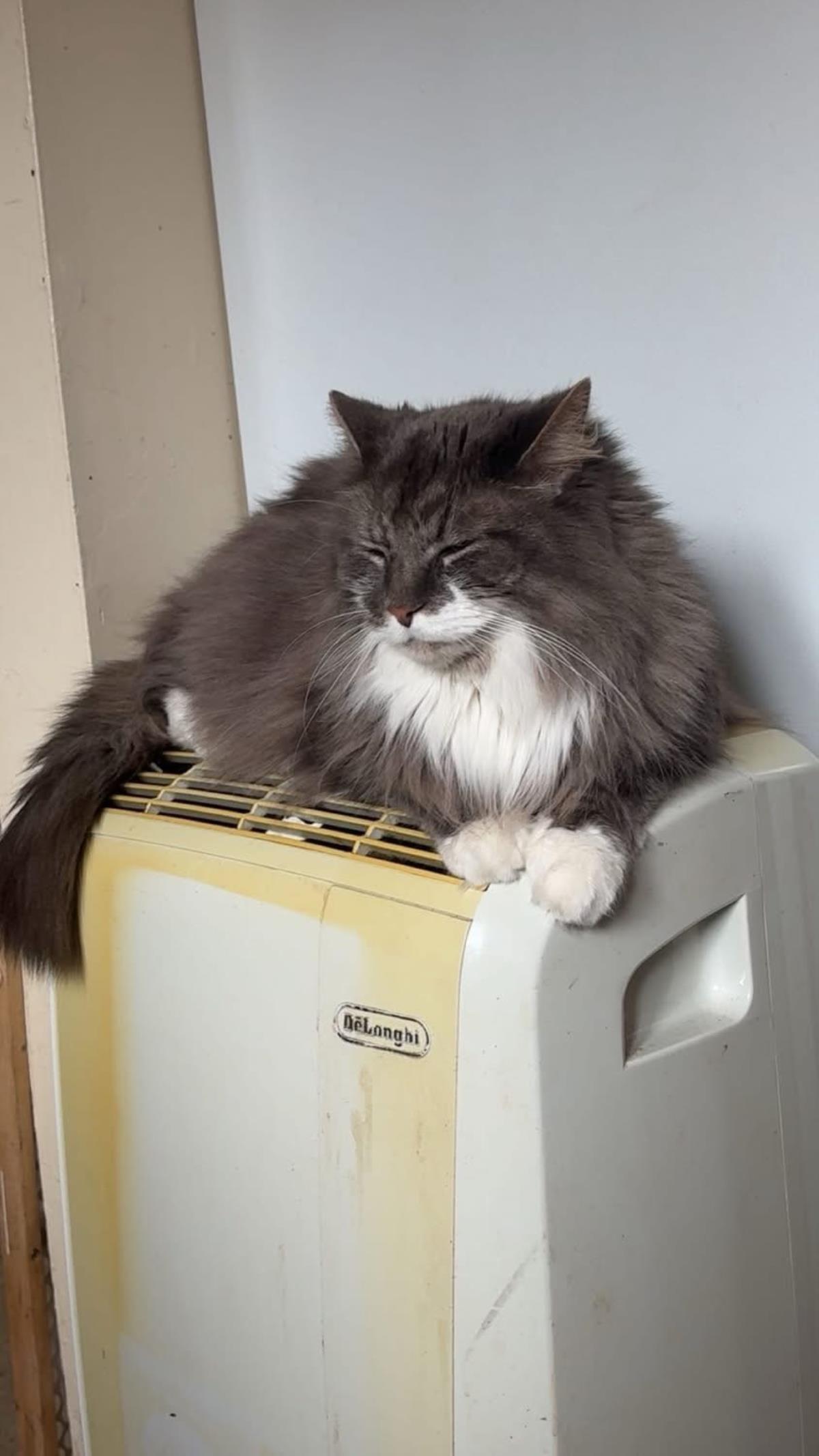 Gizmo