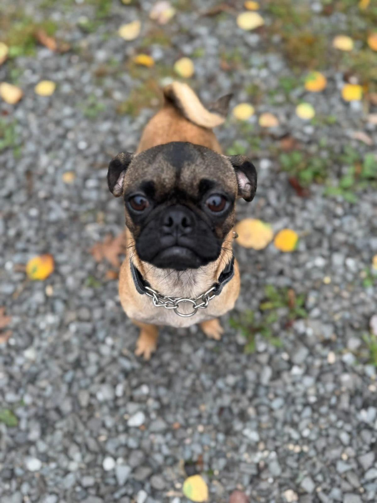 Mocha