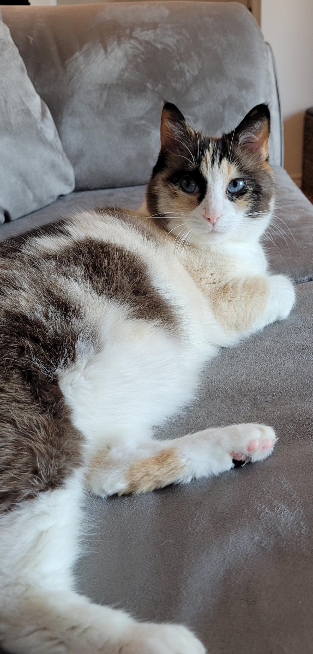 Kahlua 